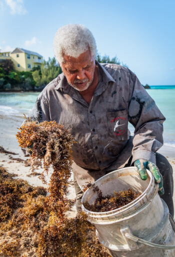 Collecting kelp on the beach for compost.